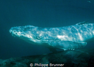 Baby whale just born. by Philippe Brunner 